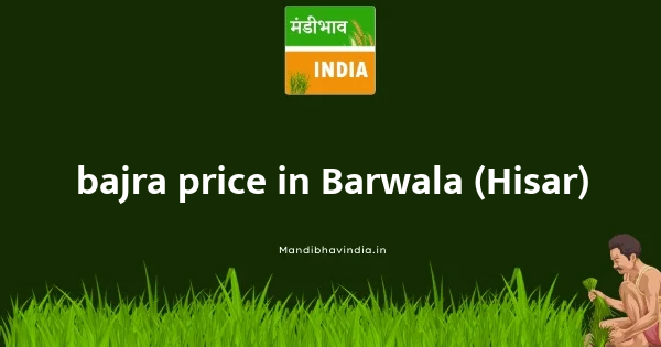 bajra price